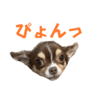 チワワの華夏ちゃん2（個別スタンプ：36）