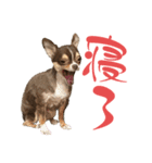 チワワの華夏ちゃん2（個別スタンプ：37）