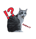 タレ耳のデブ猫と青い目の猫（個別スタンプ：1）
