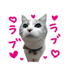 タレ耳のデブ猫と青い目の猫（個別スタンプ：2）