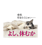 タレ耳のデブ猫と青い目の猫（個別スタンプ：3）