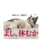 タレ耳のデブ猫と青い目の猫（個別スタンプ：4）