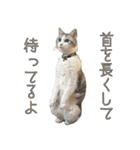 タレ耳のデブ猫と青い目の猫（個別スタンプ：5）