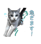 タレ耳のデブ猫と青い目の猫（個別スタンプ：6）
