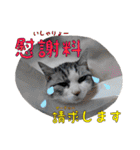 タレ耳のデブ猫と青い目の猫（個別スタンプ：7）