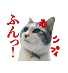 タレ耳のデブ猫と青い目の猫（個別スタンプ：8）