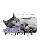 タレ耳のデブ猫と青い目の猫（個別スタンプ：10）