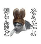 タレ耳のデブ猫と青い目の猫（個別スタンプ：11）