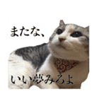 タレ耳のデブ猫と青い目の猫（個別スタンプ：13）