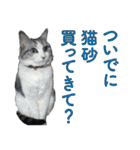 タレ耳のデブ猫と青い目の猫（個別スタンプ：14）
