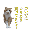 タレ耳のデブ猫と青い目の猫（個別スタンプ：15）