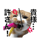 タレ耳のデブ猫と青い目の猫（個別スタンプ：16）