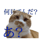 タレ耳のデブ猫と青い目の猫（個別スタンプ：17）