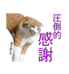 タレ耳のデブ猫と青い目の猫（個別スタンプ：18）