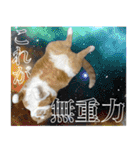 タレ耳のデブ猫と青い目の猫（個別スタンプ：19）
