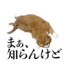 タレ耳のデブ猫と青い目の猫（個別スタンプ：20）