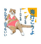 タレ耳のデブ猫と青い目の猫（個別スタンプ：21）