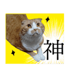 タレ耳のデブ猫と青い目の猫（個別スタンプ：22）
