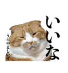 タレ耳のデブ猫と青い目の猫（個別スタンプ：23）