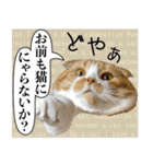 タレ耳のデブ猫と青い目の猫（個別スタンプ：24）