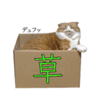 タレ耳のデブ猫と青い目の猫（個別スタンプ：26）