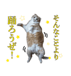 タレ耳のデブ猫と青い目の猫（個別スタンプ：27）