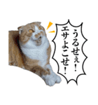 タレ耳のデブ猫と青い目の猫（個別スタンプ：28）