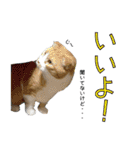 タレ耳のデブ猫と青い目の猫（個別スタンプ：29）