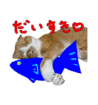 タレ耳のデブ猫と青い目の猫（個別スタンプ：30）