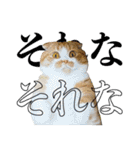 タレ耳のデブ猫と青い目の猫（個別スタンプ：32）