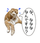 タレ耳のデブ猫と青い目の猫（個別スタンプ：33）