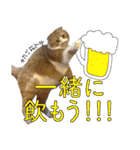 タレ耳のデブ猫と青い目の猫（個別スタンプ：34）