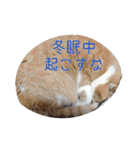 タレ耳のデブ猫と青い目の猫（個別スタンプ：35）