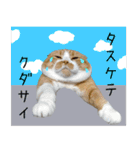 タレ耳のデブ猫と青い目の猫（個別スタンプ：36）