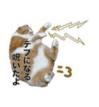 タレ耳のデブ猫と青い目の猫（個別スタンプ：37）