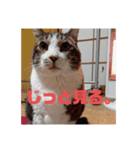 ただしの写真（個別スタンプ：3）