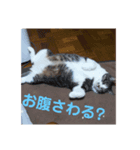 ただしの写真（個別スタンプ：5）