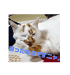 ただしの写真（個別スタンプ：6）