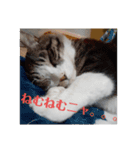 ただしの写真（個別スタンプ：7）