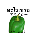 ピーマン です タイ語 野菜（個別スタンプ：26）