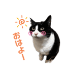 はちわれオレオくん（個別スタンプ：1）