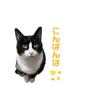 はちわれオレオくん（個別スタンプ：3）