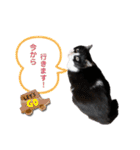 はちわれオレオくん（個別スタンプ：17）