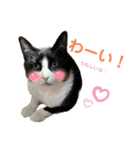 はちわれオレオくん（個別スタンプ：22）