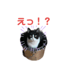 はちわれオレオくん（個別スタンプ：27）