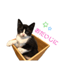 はちわれオレオくん（個別スタンプ：31）