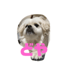 GOGOぱるむ（個別スタンプ：10）