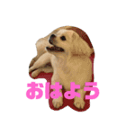 GOGOぱるむ（個別スタンプ：15）