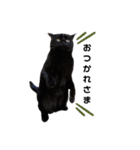 うちの黒猫の福ちゃん(日常会話)（個別スタンプ：1）