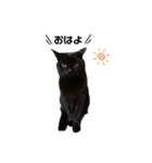 うちの黒猫の福ちゃん(日常会話)（個別スタンプ：2）